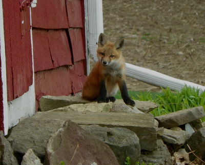 foxes