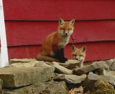 foxes